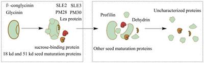 Extracellular Proteome Analysis and Flavor Formation During Soy Sauce Fermentation